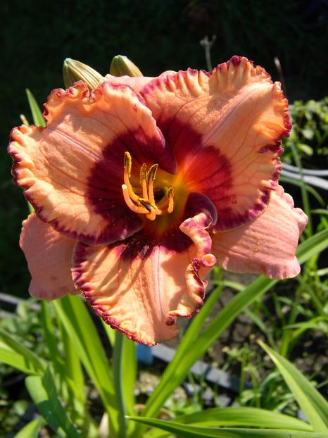 Gerrie Frankenberger - Hemerocallis 2017