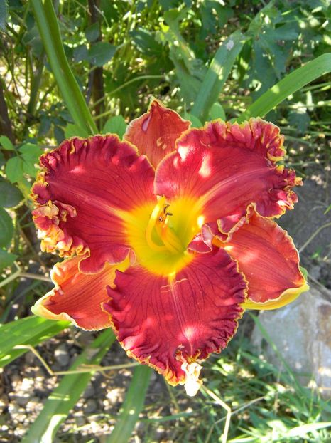 Big red wagon - Hemerocallis 2017