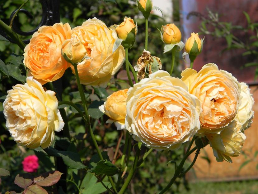 C P M - Trandafiri urcatori 2017