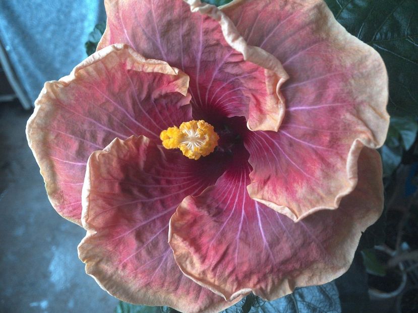 WIN_20170712_114844 - Jolanda Gommer