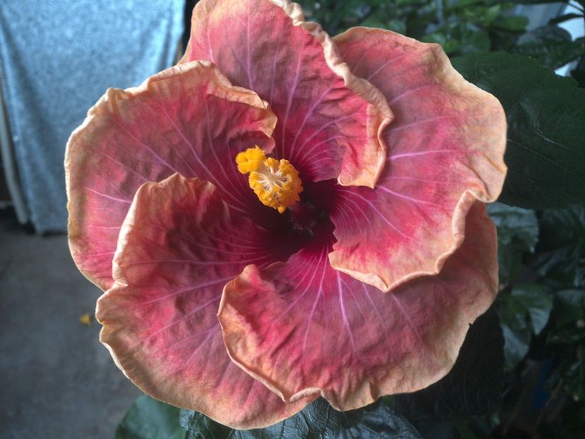 WIN_20170712_114559 - Jolanda Gommer