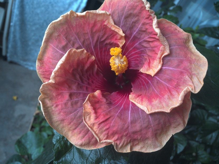 WIN_20170712_114616 - Jolanda Gommer