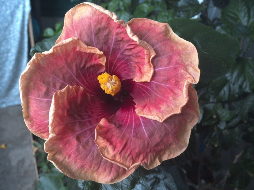 WIN_20170712_114634 - Jolanda Gommer