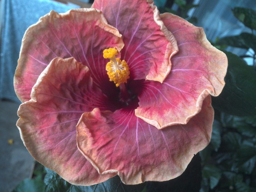 WIN_20170712_114641 - Jolanda Gommer