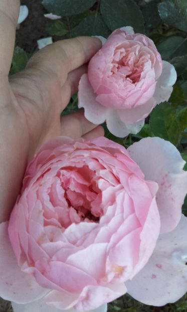  - THE ALNWICK ROSE David Austin 3