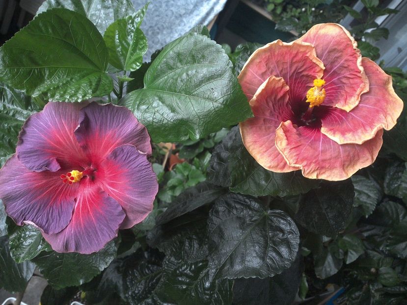 WIN_20170712_114719 - 03Hibiscus