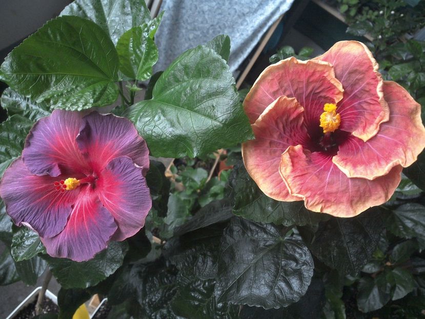 WIN_20170712_114723 - 03Hibiscus