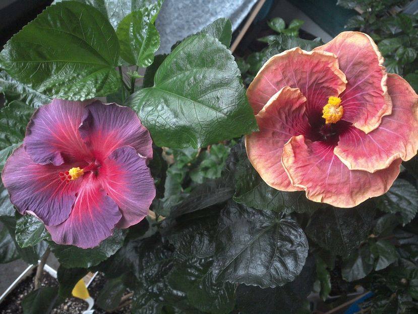 WIN_20170712_114726 - 03Hibiscus