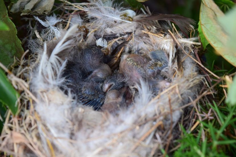 CUIB FLORINTE - DE PRIN NATURA