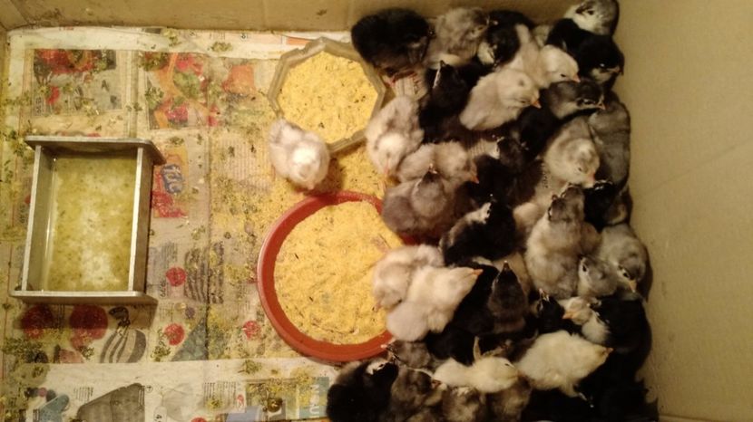  - Pui australorp de vanzare - 2017