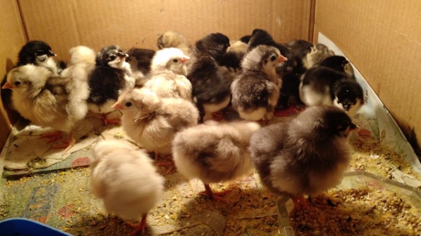  - Pui australorp de vanzare - 2017