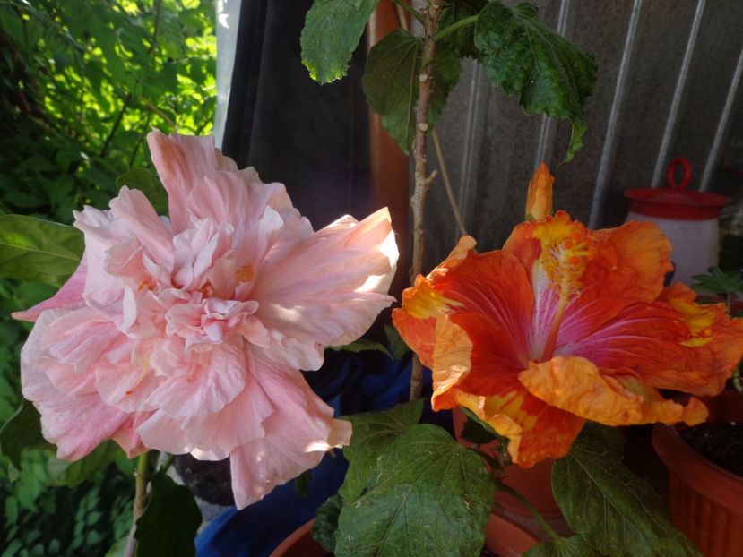  - A- HIBISCUS 2017
