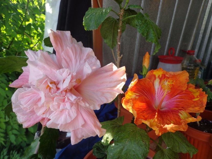 - A- HIBISCUS 2017