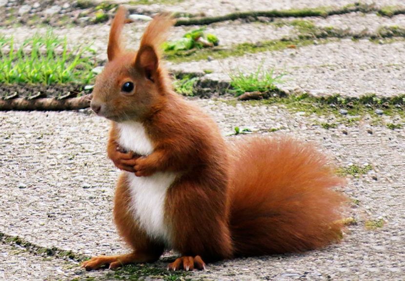 articol-veverita-autohtona-ferma-de-veverite - Vând veverite autohtone europene