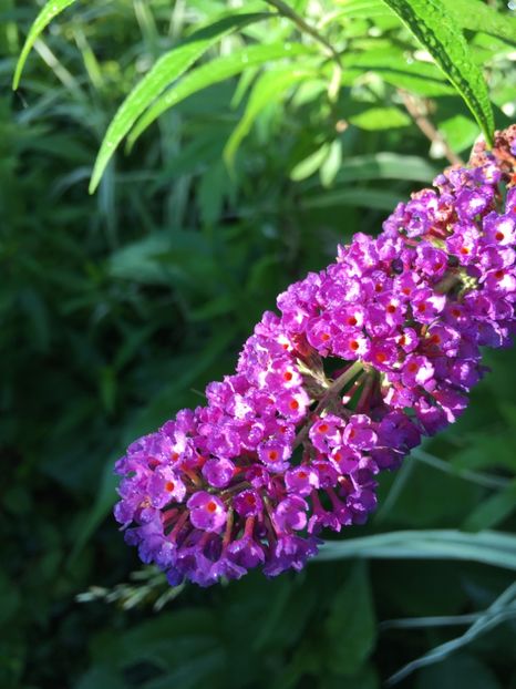 Liliac de vara - Arbusti 2017 23 24