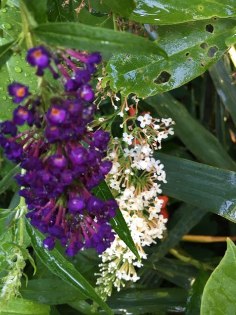  - Arbusti 2017 23 24