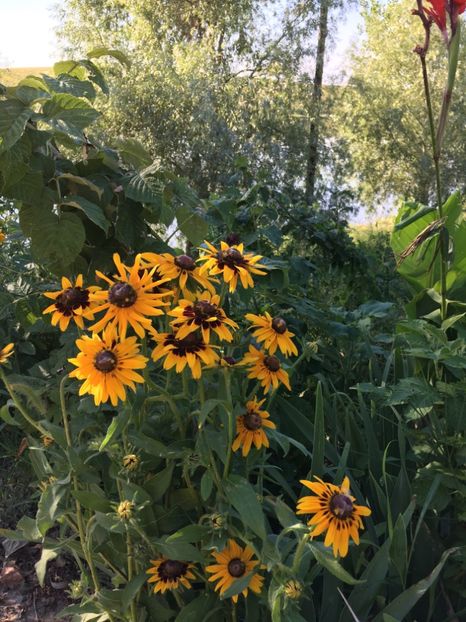  - Flori la balta 2017