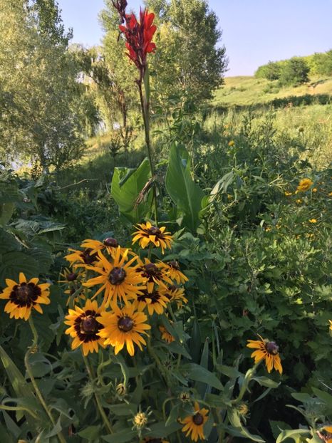  - Flori la balta 2017