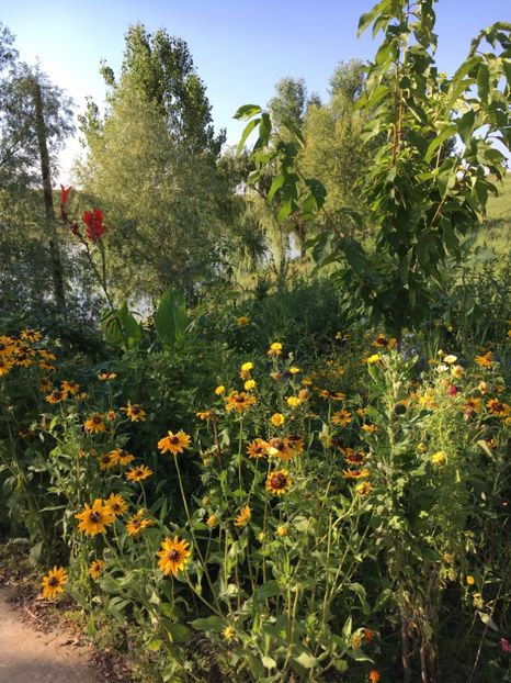  - Flori la balta 2017