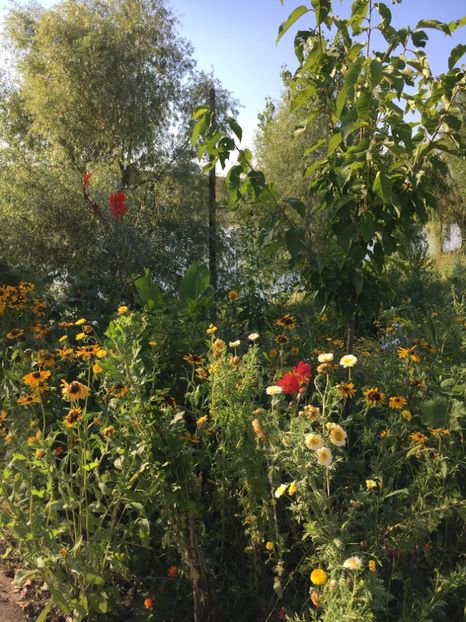  - Flori la balta 2017