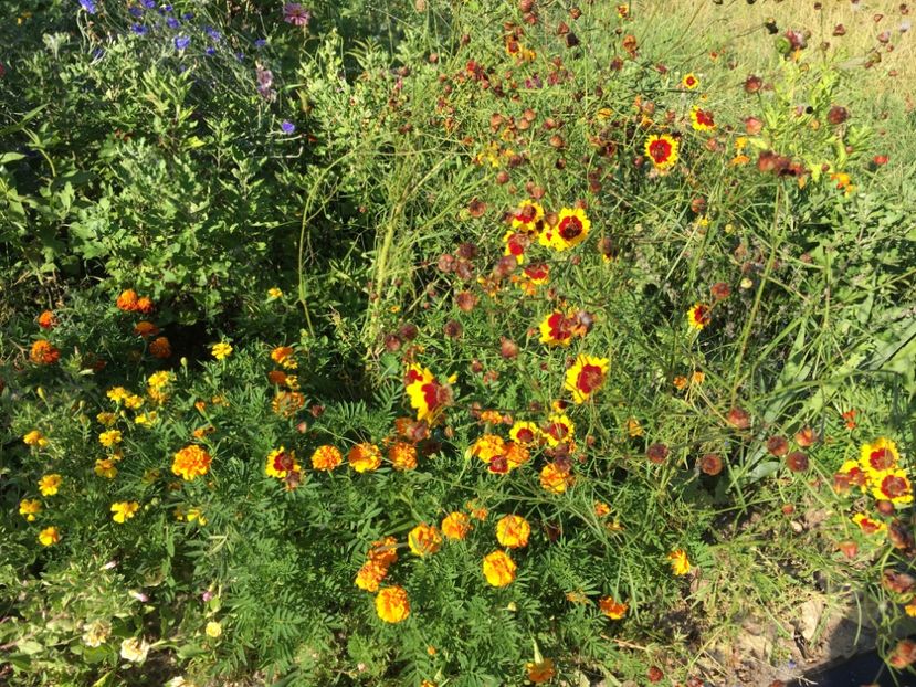  - Flori la balta 2017