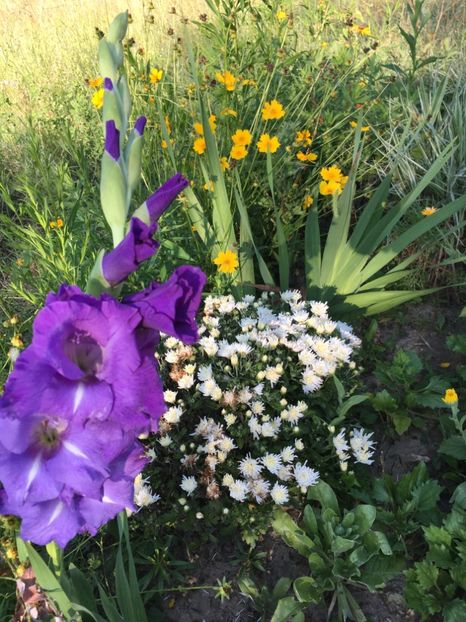  - Flori la balta 2017