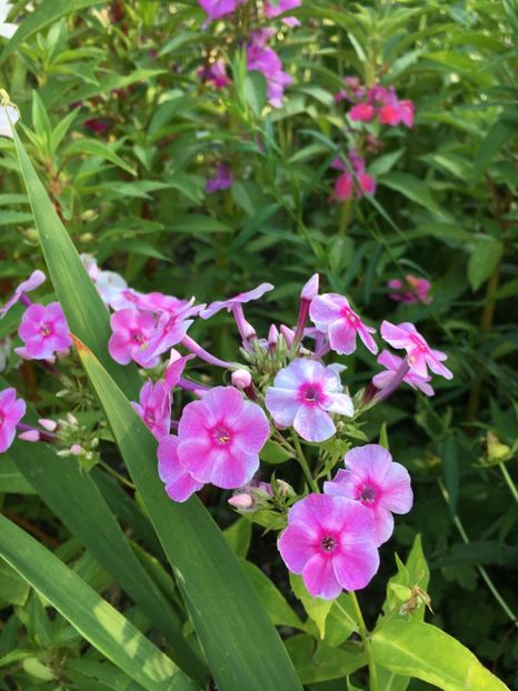  - Flori la balta 2017