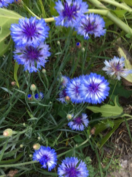  - Flori la balta 2017