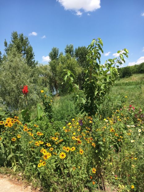  - Flori la balta 2017