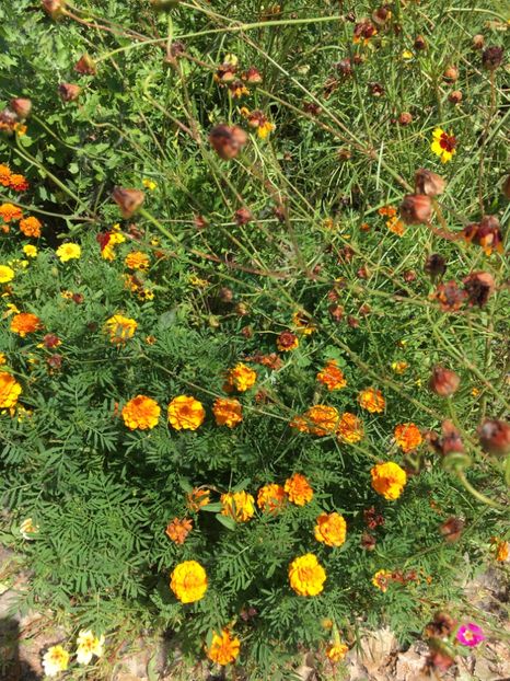  - Flori la balta 2017