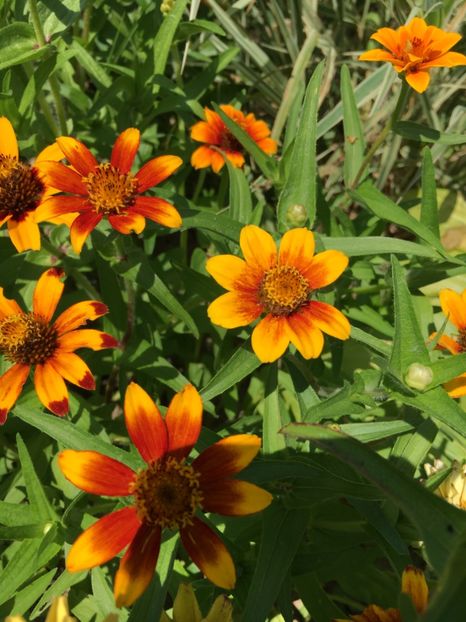  - Flori la balta 2017