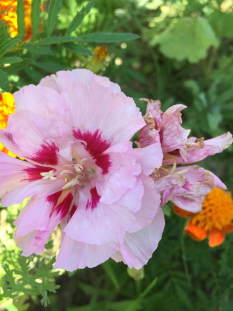  - Flori la balta 2017