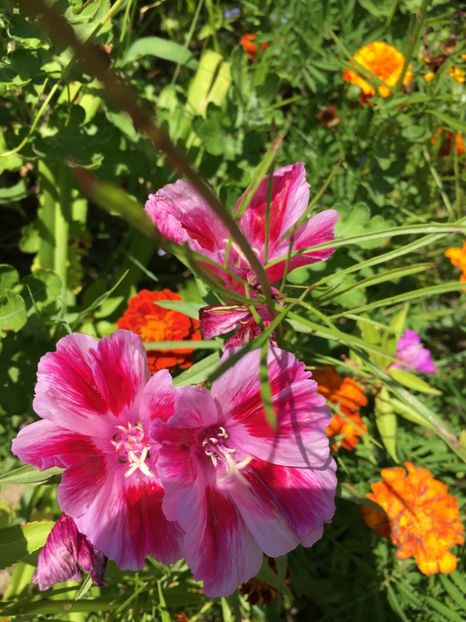  - Flori la balta 2017