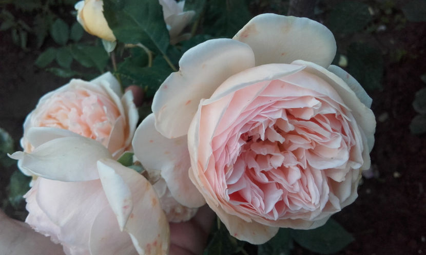  - CROWN PRINCESS MARGARETH David Austin 3