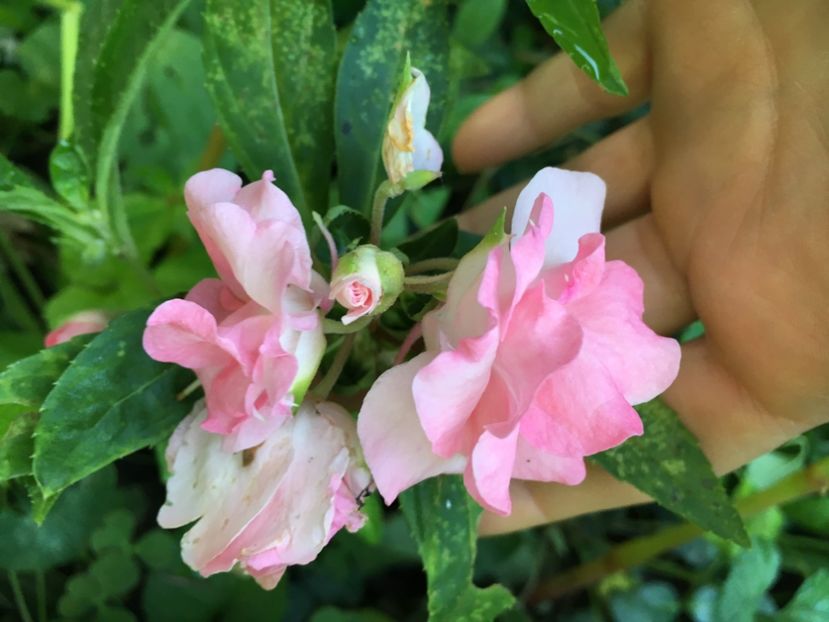 Balsamine - Alte flori 2017