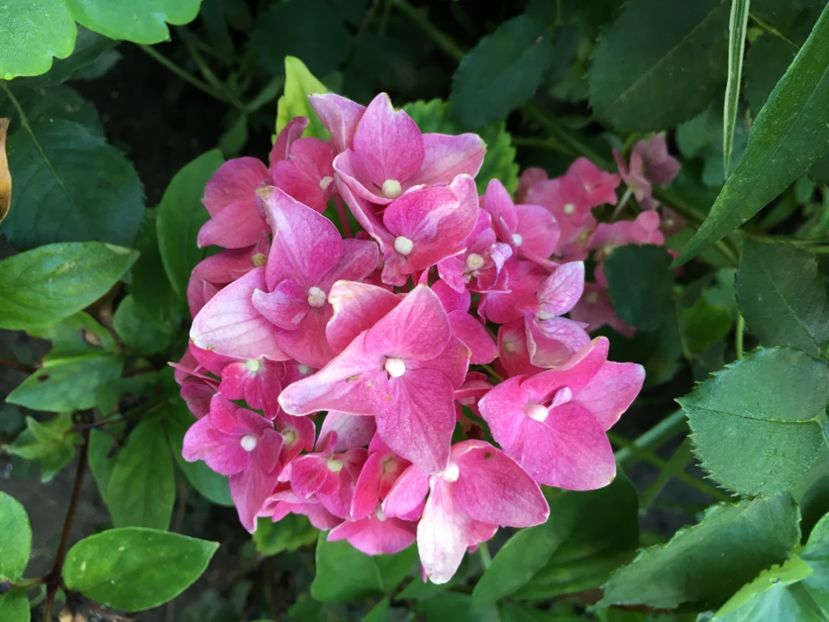 Hortensie - Alte flori 2017