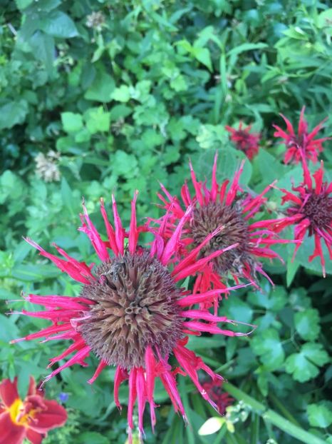 Monarda - Alte flori 2017