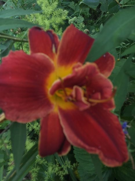  - Hemerocallis