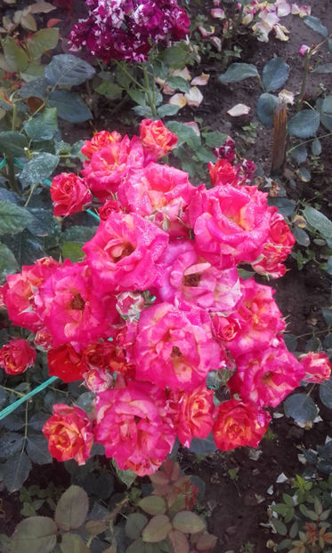  - FIRE FLASH Interplant 3