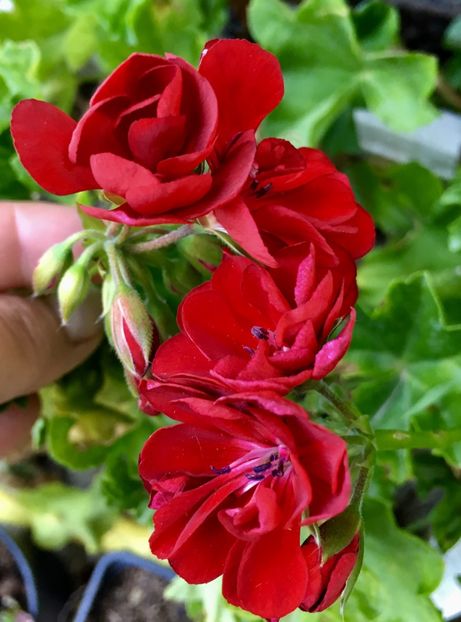  - Muscate curgatoare