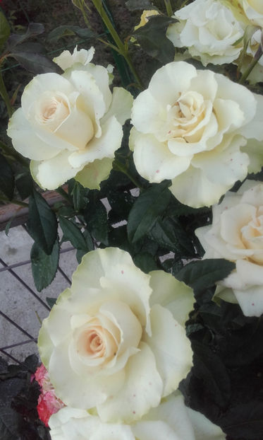  - GREENSLEEVES Harkness 3