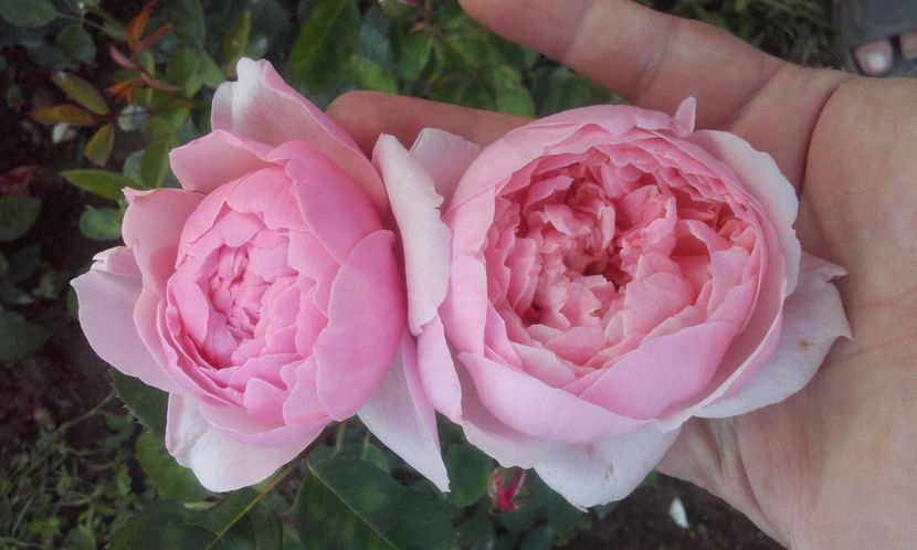  - THE ALNWICK ROSE David Austin 3