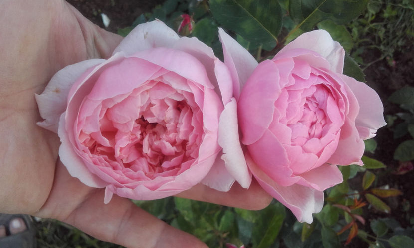  - THE ALNWICK ROSE David Austin 3