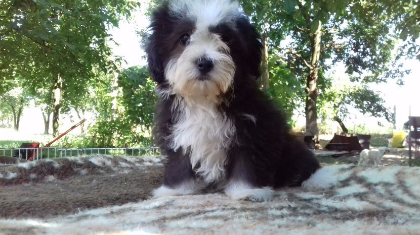 Bichon Havanese - Bichon Havanese