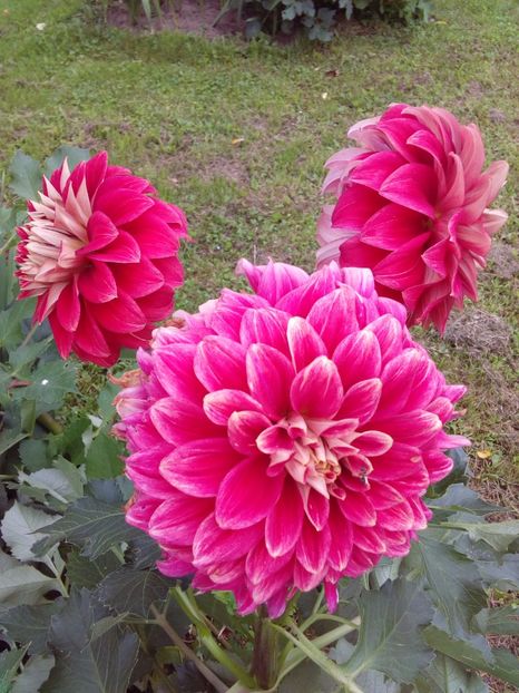  - AAAA_DALII 2015_2017_2018_2019_2020_2023