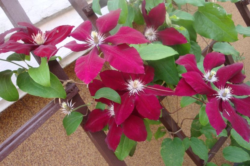  - Clematite