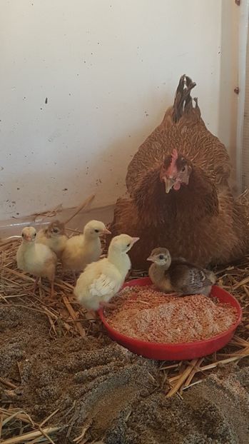 puisori de paun - MATERNITATE