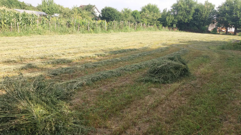  - PROVIZIILE IEPURILOR PENTRU IARNA