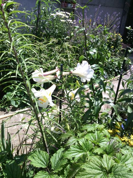  - 01-Flori din curtea mea 2017