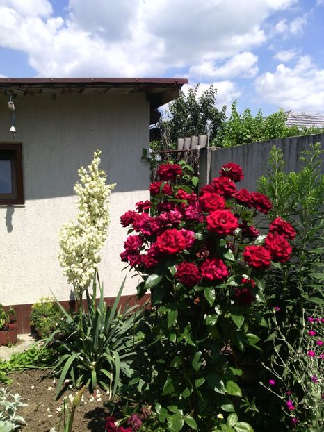  - 01-Flori din curtea mea 2017